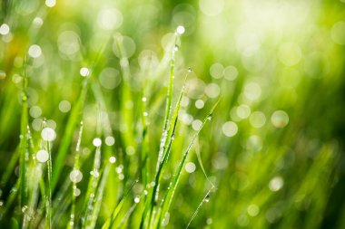 Taze yeşil çimenler