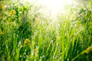 Taze yeşil çimenler