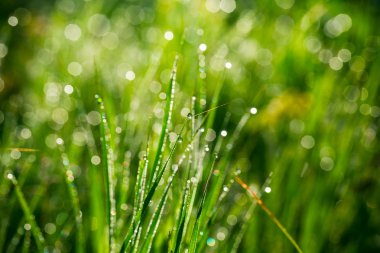 Taze yeşil çimenler