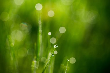 Taze yeşil çimenler