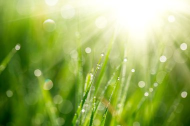 Taze yeşil çimenler