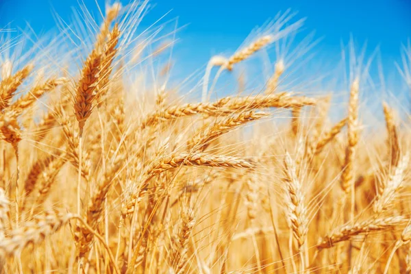 Gold wheat field — Stock Photo, Image