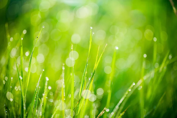 Frisches grünes Gras — Stockfoto