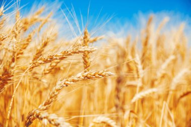 altın buğday alanı