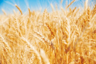 Altın buğday tarlası
