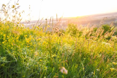 yaz çayır çiçek açan
