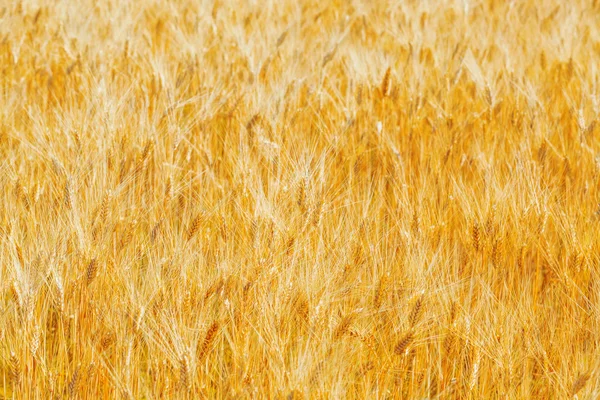 Golden wheat field — Stock Photo, Image