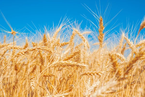 Campo de trigo dourado — Fotografia de Stock