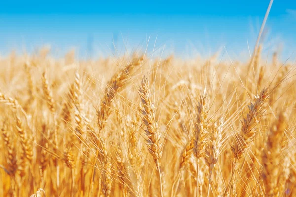 Gouden tarweveld — Stockfoto