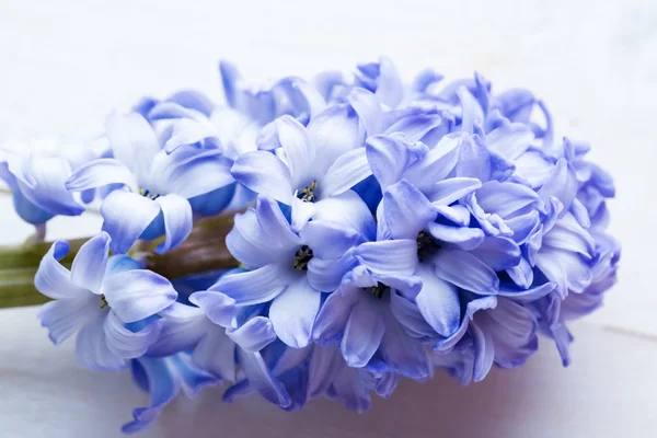 Blue hyacinths flowers — Stock Photo, Image