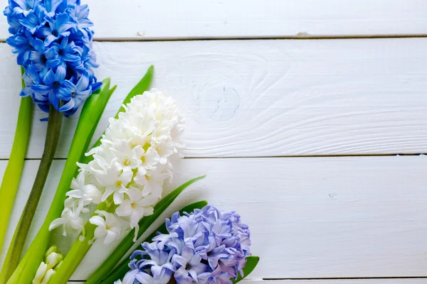 Färgglada hyacinter blommor — Stockfoto