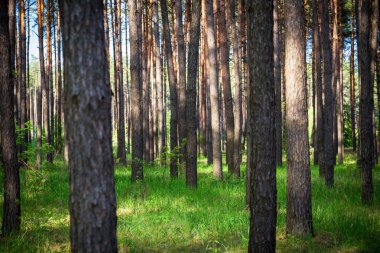 Çok güzel bir sabah çam ormanı