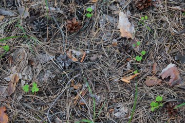 Çok güzel bir sabah çam ormanı