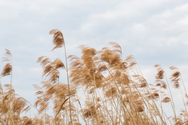 Mavi gökyüzü üzerinde güzel sazlar
