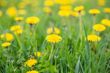 alan üzerinde sarı karahindiba