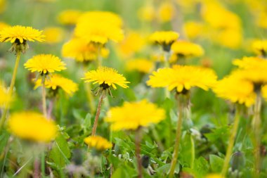 alan üzerinde sarı karahindiba