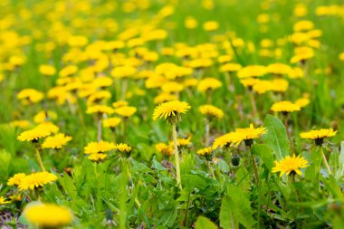 alan üzerinde sarı karahindiba