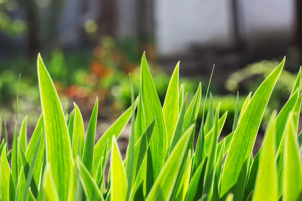 Verse dikke gras met waterdruppels — Stockfoto