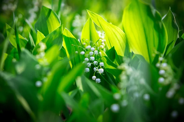 Geurige kreupelhout van delicate bloemen — Stockfoto