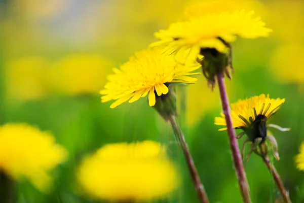 Gele paardebloemen op veld — Stockfoto