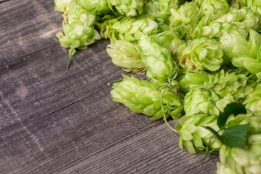 taze yeşil şerbetçiotu