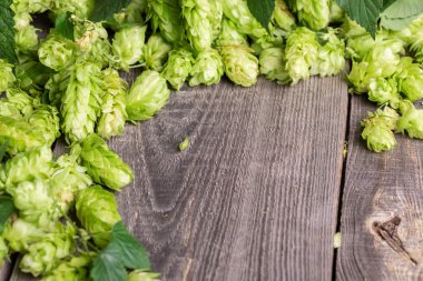 taze yeşil şerbetçiotu