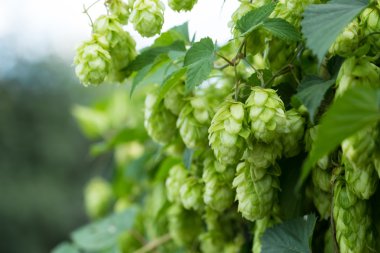 Taze olgun yeşil atlama