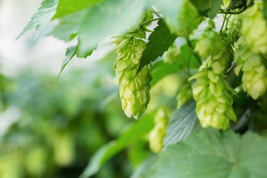 Taze olgun yeşil atlama