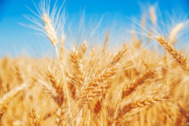 altın buğday alanı