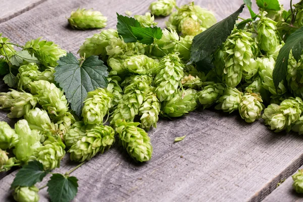 Frischer grüner Hopfen — Stockfoto