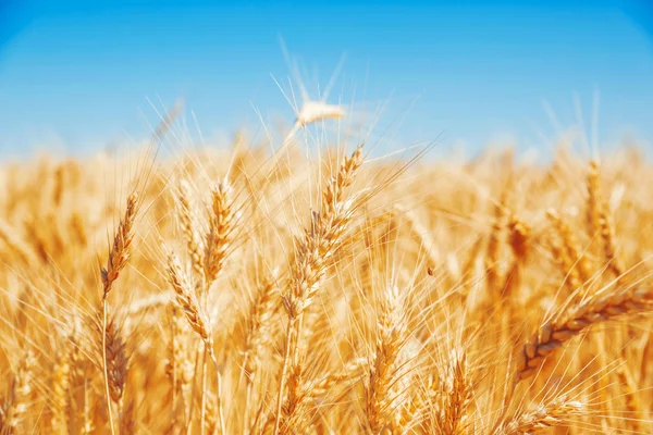 Gold wheat field — Stock Photo, Image