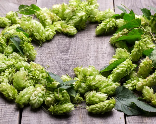 Fresh green hops — Stock Photo, Image