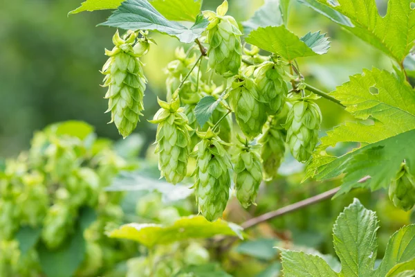 Fresh ripe Green hops — Stock Photo, Image