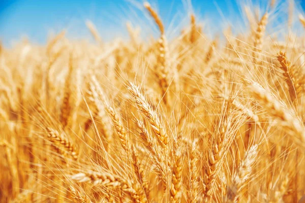Gold wheat field — Stock Photo, Image