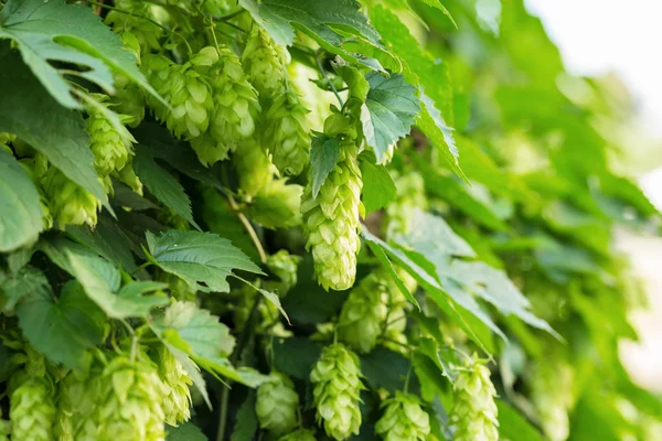 Taze olgun yeşil atlama