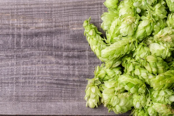 Frischer grüner Hopfen — Stockfoto