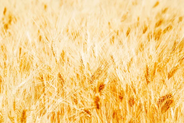 금 밭 — 스톡 사진