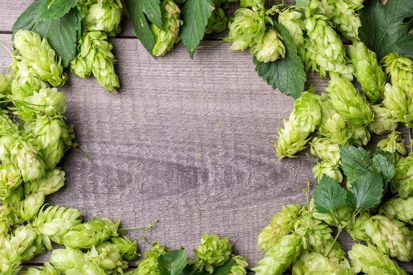 Fresh green hops — Stock Photo, Image