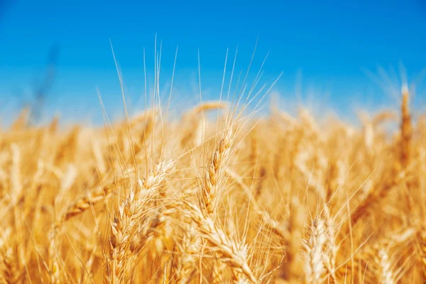 Gold wheat field — Stock Photo, Image