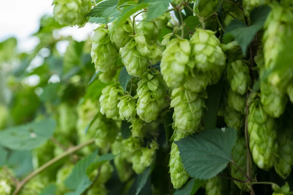 Verse rijpe groene hop — Stockfoto