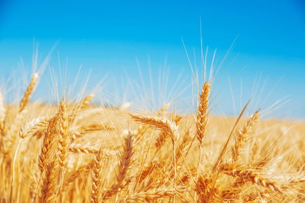 Gold wheat field — Stock Photo, Image