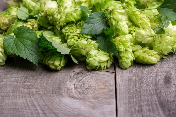 Frischer grüner Hopfen — Stockfoto