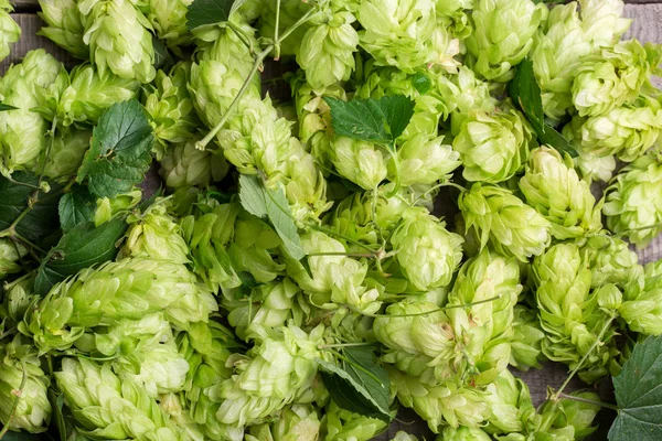 Frischer grüner Hopfen — Stockfoto