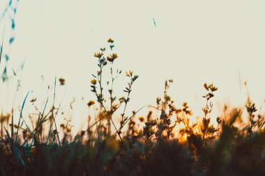 Muhteşem yaz gündoğumu manzara