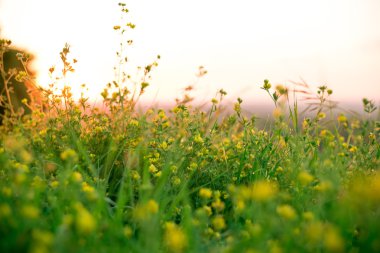 Güzel yeşil çayır gündoğumu