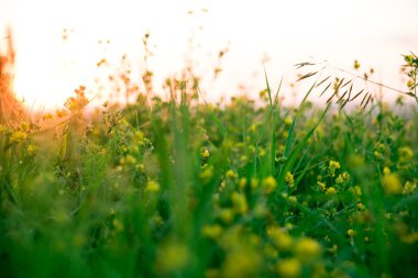 Güzel yeşil çayır gündoğumu