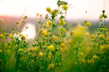 Güzel yeşil çayır gündoğumu