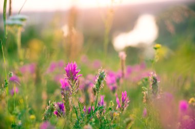 Yeşil çayır kır çiçekleri gündoğumu, ile