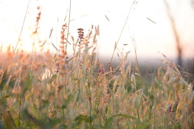 Yabani otlar ve pembe çiçekler