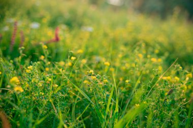 Güzel yeşil çayır gündoğumu